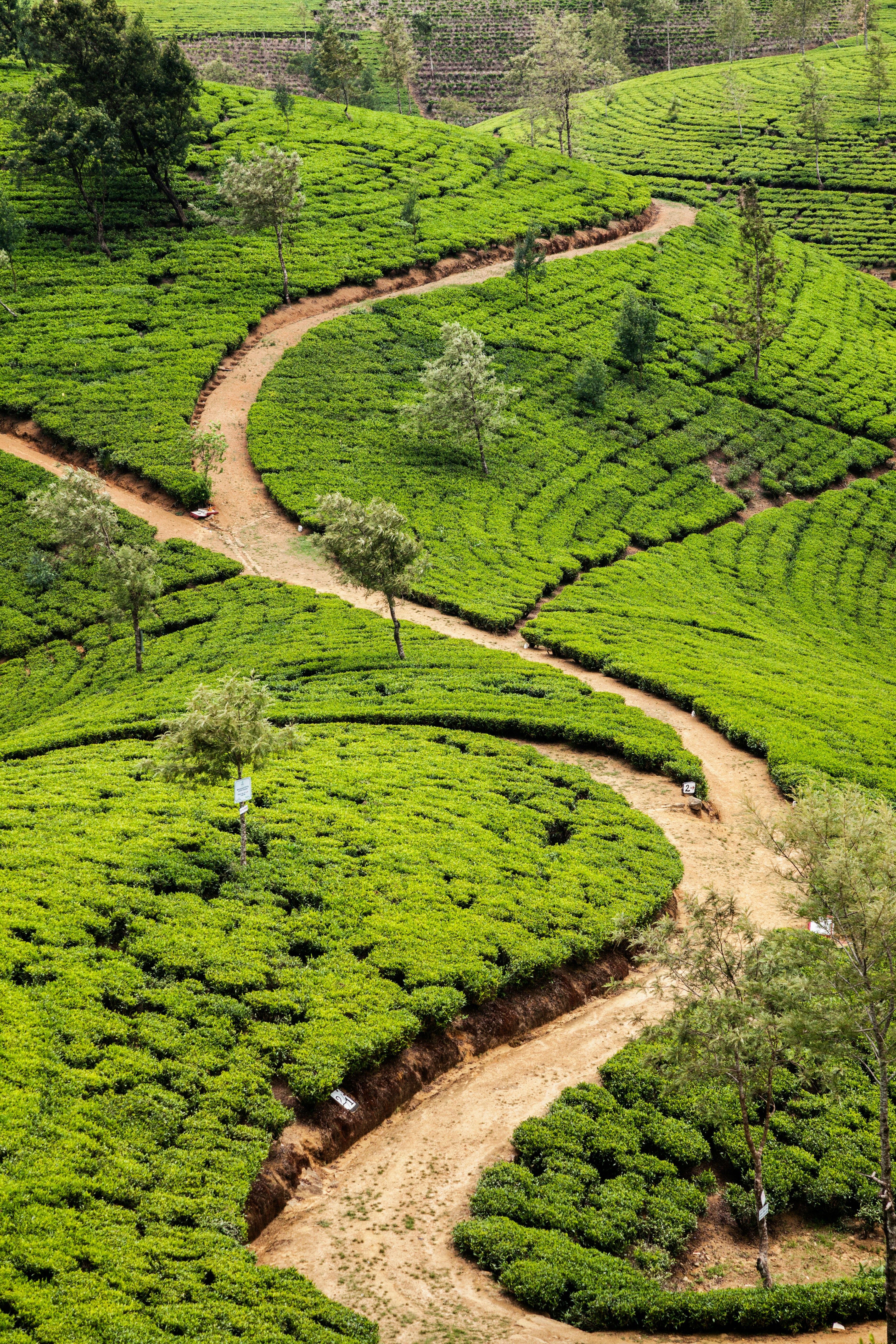 Tea Trail Experience